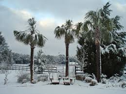 South carolina has a moist subtropical atmosphere, with sweltering summers and gentle winters. Snowflakes On Palm Trees Finegardening