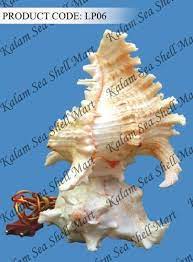 Maybe you would like to learn more about one of these? Handcrafted Lamps Sea Shell Lamps Wholesaler From Ramanathapuram