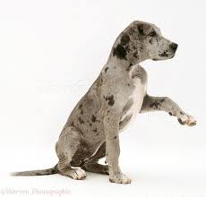 Puppies can eat lots of calorie filled foods because they need to grow. Dog Great Dane Pup Photo Wp15101