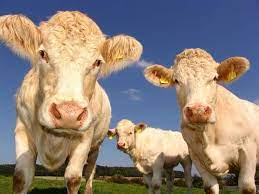 How Long Do Domesticated Cows Live Cows Lifespan According To Use