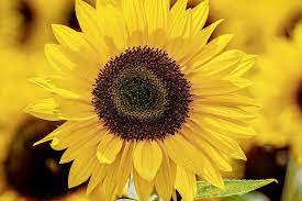 Gambar bunga matahari hitam putih untuk diwarnai di 2020 bunga. Fakta Bunga Matahari Cantik Dan Pernah Jadi Sumber Makanan Halaman All Kompas Com