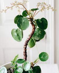 A drooping appearance is often normal, particularly for. Flowering Chinese Money Plant Chinese Money Plant Plant Decor Plants