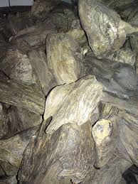 Hal ini disebabkan karena kayu gaharu sudah cukup langka dan sulit untuk menanamnya kembali. Gaharu Buaya Gaharu æ²‰é¦™ Agarwood