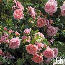 Strawberry Hill David Austin Climbing Roses Strawberry Hill Climbing Roses