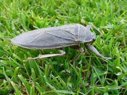 What kind of insect is an aquatic heteropteran? Why The Giant Water Bug Is The Stuff Of Nightmares