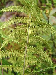 Image result for Thelypteris confluens