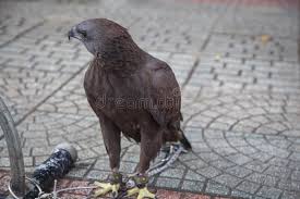 Search_array in /home/aladino/public_html/template/tpl_page_ad.php on line 256. 214 Sad Eagle Photos Free Royalty Free Stock Photos From Dreamstime