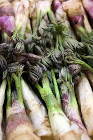 山ウドの芽はアクが少なくサラダでも食べられる山菜です 野菜ソムリエで検索 楽天ブログ