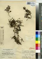 Image result for Portulaca foliosa