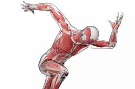 The basics on muscles, bones, and joints · your muscular system · common muscle problems · muscle diseases · your skeletal system · common bone problems · bone . Understanding Body Movement