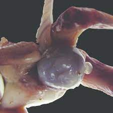 Onfalocele Feto De 15 Semanas De Gestacion Con Onfalocele El Cordon Download Scientific Diagram