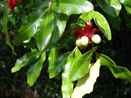 Image result for Ochna serrulata