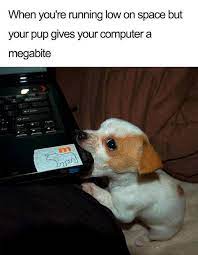35 Hilarious Memes Guaranteed To Make You Laugh Funny Dog Memes Funny Animal Memes Funny Animal Pictures