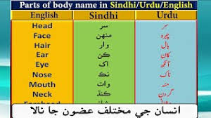 شاہینہ, शाहिना, شاهين,شاہینہ, শাহিনা., baby names meaning in urdu, hindi Human Parts Of Body Name In English Sindhi And Urdu Insan K Jisam K Mukhtalif Hison Ke Naam Youtube