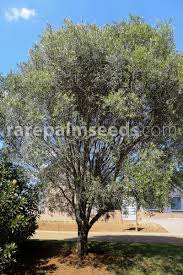 Image result for Olea capensis