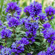 Campanula Orchid Flower Uk Best Flower Wallpaper