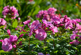 We did not find results for: Gardening Calendar What To Plant In January Growing Family