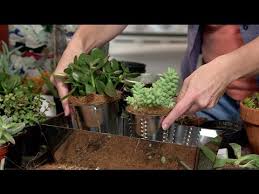 They liven up the dull atmosphere. How To Plant An Indoor Succulent Garden With Horticulture Specialist Gina Iliopoulos Youtube