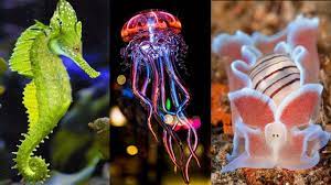 When autocomplete results are available use up and down arrows to review and enter to select. 10 Most Beautiful Sea Creatures In The World Youtube
