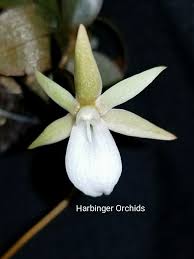 Image result for Summerhayesia