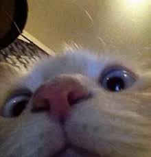 Pin By Juliana Moreira On S H M O O D S Cat Memes Animal Memes Cats