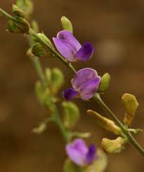 Image result for Gnidia chapmanii