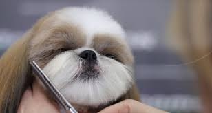 Photos and explanations of cute hair cuts for shih tzu puppies and dogs. Shih Tzu Haircut Styles And Grooming Styles Shih Tzu Buzz