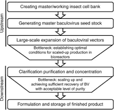 Manufacturing Of Acmnpv Baculovirus Vectors To Enable Gene