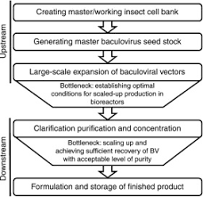 manufacturing of acmnpv baculovirus vectors to enable gene