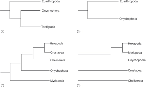 Arthropods form the phylum euarthropoda, which includes insects, arachnids, myriapods, and crustaceans. Onychophora An Overview Sciencedirect Topics