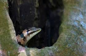 Maybe you would like to learn more about one of these? Wildlife Of Tamil Eelam On Twitter Haly S Tree Skink à®‡à®²à®™ à®• à®®à®° à®…à®°à®£ Ilankai Mara Aranai Dasia Haliana Primarily Arboreal Species Of Skink Endemic To The Island Observed On Large Trees With Dense