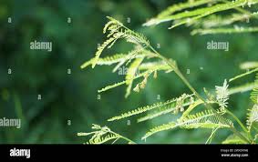 Image result for Tephrosia linearis
