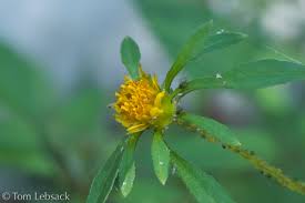 Image result for Bidens flagellata