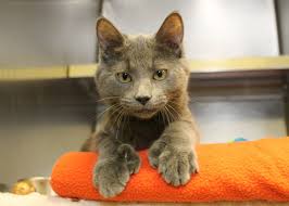 Wait, what are we talking about? Adopt A Furry Friend Lobster