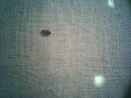 Dermestidae Larves D Anthrene Des Tapis Le Monde Des Insectes