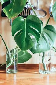 10 Expert Tips To Keep Your Monstera Plant Growing Tall Plants House Plants Indoor How To Grow Taller