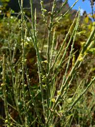 Image result for Thesium chimanimaniense