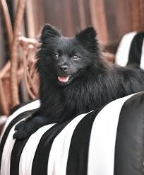 Indian Spitz Dog Price In India (2022): How Much The Puppy Costs ...