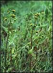 Image result for Bidens acuticaulis