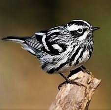 Brown Bird With Black And White Wings Uk Black White Warbler Pretty Birds Beautiful Birds Bird Pictures