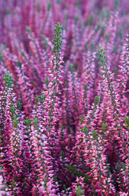 #top5plants, #plantideas, #lowgrowing thanks for watching! Pin On Heather The Flowering Shrub
