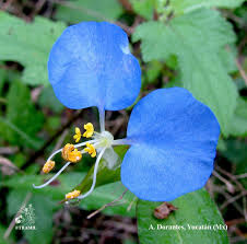 Image result for Commelina