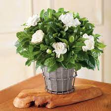 Flores para interior del hogar. Plantas De Interior Con Flor Para Todo El Ano