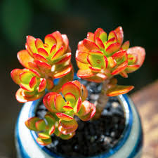 Image result for Crassula alticola