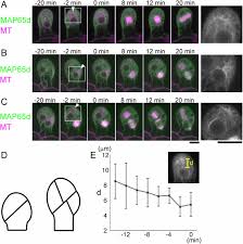 Microtubule arrays entirely reorganize during cell division 57. Cytoplasmic Mtocs Control Spindle Orientation For Asymmetric Cell Division In Plants Pnas