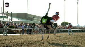 I bet on paint me a sinner because it rhymed with winner (don't laugh at my logic) and won!. Camels Ostriches Zebras Race For Charity At Lone Star Park Youtube