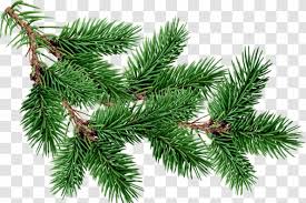 Pine tree clip art free. Fir Pine Tree Clip Art Christmas Decoration Free Branches Buckle Material Transparent Png