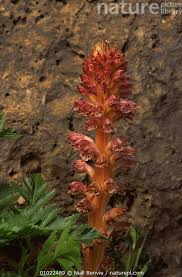 Image result for Orobanchaceae