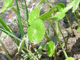 Image result for Hypertelis umbellata