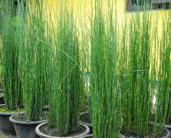 Make sure the drainage holes in the pot are not blocked to allow excess water that can accumulate in the bottom of the planter to drain. Beautify Home Page With Water Bamboo Plants Steemit